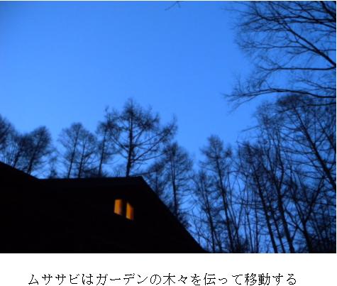 ムササビは高い木が連続する空間が好き
