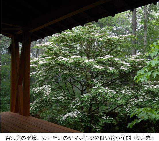 涼しい緑陰に感謝