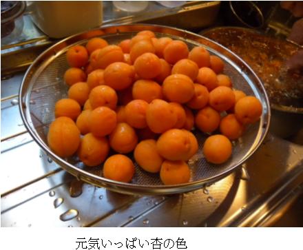 これは「山形3号」という在来種
