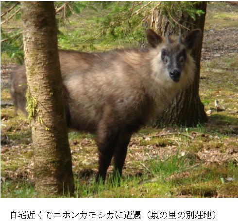 カモシカはウシにそっくり