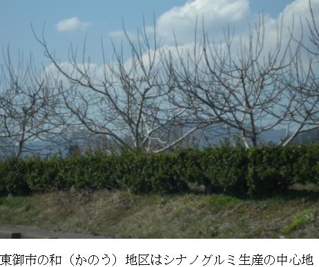 クルミの木肌は色白