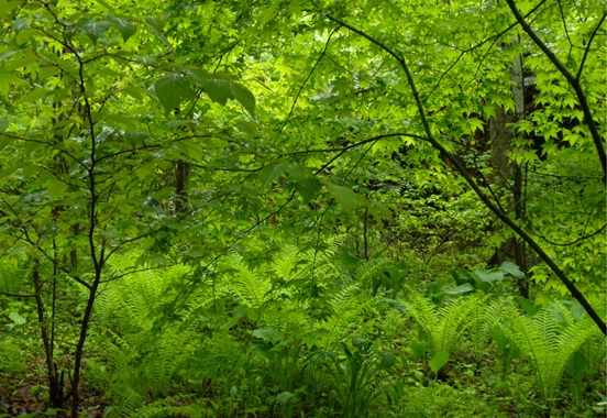 軽井沢風景夏